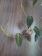 Philodendron Micans, Ophalen