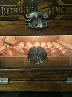 Dag kuikens op 26/2 Brahma Buff Columbia, Dieren en Toebehoren, Pluimvee, Geslacht onbekend, Kip