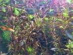 Kleine guppy's, Dieren en Toebehoren, Vis, Zoetwatervis, Schoolvis