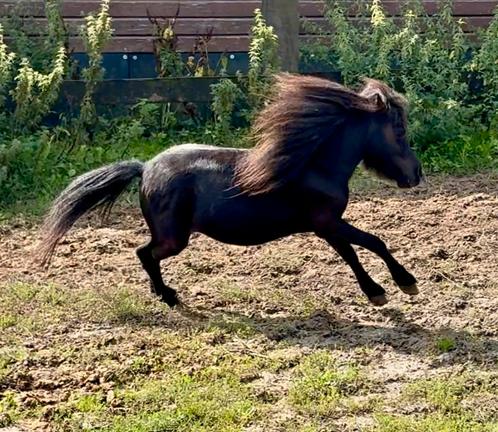 Jonge miniatuurmerrie (Shetland), Dieren en Toebehoren, Pony's, Onbeleerd, A pony (tot 1.17m), Recreatiepony, 0 tot 2 jaar, Gechipt