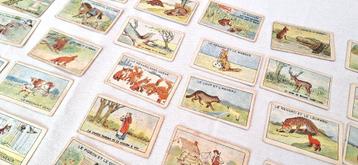 Lot 51 oude chromo’s La Fontaine – Alpha-Omega Menen (1920) beschikbaar voor biedingen