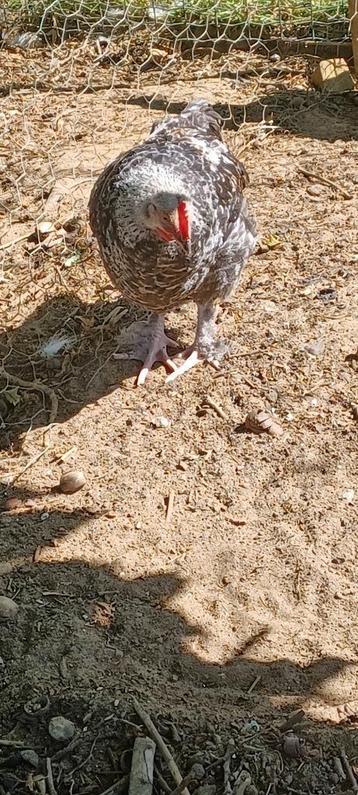 Marans zilverpatrijs haan, Dieren en Toebehoren, Pluimvee, Mannelijk, Kip