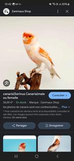 Cage avec 2 canari espagnol, Enlèvement ou Envoi, Neuf, Autres types