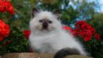 Prachtige ragdoll kitten ‘ seal mitted kater uit toplijnen !, Dieren en Toebehoren, Katten en Kittens | Raskatten | Langhaar, Gechipt