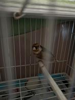 Parwa, Dieren en Toebehoren