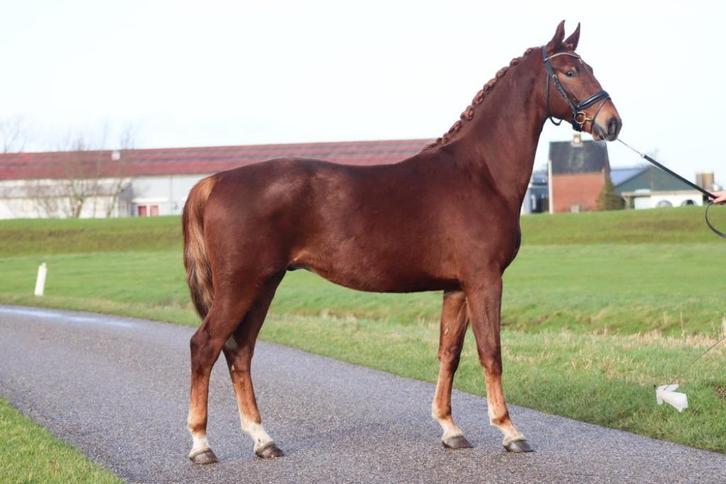 Cheval, Dieren en Toebehoren, Paarden, Ruin, Onbeleerd, 3 tot 6 jaar, Dressuurpaard, Met stamboom, Gechipt, Ontwormd, Ingeënt