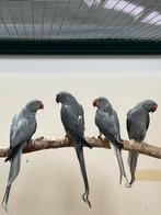 Halsbandparkieten, Dieren en Toebehoren, Vogels | Parkieten en Papegaaien