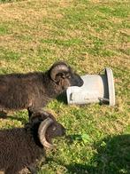 Schapen ram, Dieren en Toebehoren, Schapen, Geiten en Varkens