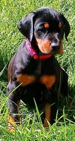 Chiots Doberman à vendre, Parvovirose, Autres races, 8 à 15 semaines, Plusieurs