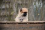 Dwergkeesjes, Pomeriaantjes, Pomeriaan, Dieren en Toebehoren, Parvo, België, Keeshond, 8 tot 15 weken