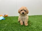 Dwergpoedel pups