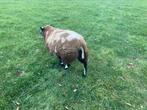 Baggerbonte schapen, Dieren en Toebehoren, Schapen, Geiten en Varkens, Schaap