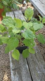 Hydrangea annabelle 3 liter pot, Ophalen, Vaste plant