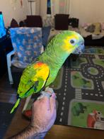 sprekende Blauwvoorhoofdamazone handtam amazone papagaai, Animaux & Accessoires, Oiseaux | Perruches & Perroquets, Perroquet, Domestique