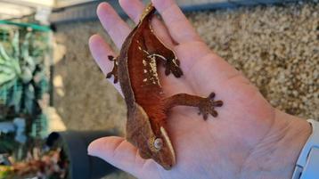Koppeltje wimpergekko  beschikbaar voor biedingen