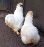 zijdehoen wit, Dieren en Toebehoren, Pluimvee, Meerdere dieren, Kip