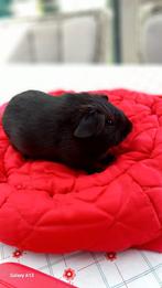 Gladhaar cavia beertje egaal zwart., Juni, Mannelijk, Cavia
