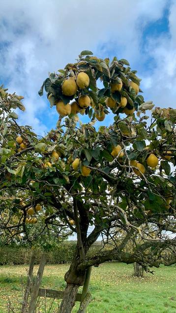 Kweepeer beschikbaar voor biedingen