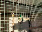 Kanaries, Dieren en Toebehoren