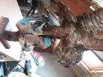 Mooie Buizerd Taxidermy, Roofvogel
