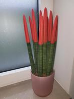 Plant, Huis en Inrichting, Woonaccessoires | Kunstplanten en Kunstbloemen, Ophalen, Zo goed als nieuw