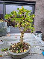 Ligustrum bonsai, Tuin en Terras, Ophalen