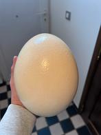 Struisvogelei – Leeg – Perfecte Staat, Huis en Inrichting, Ophalen of Verzenden, Nieuw