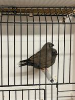 Koppel jonge Charcoal zebravinken, Dieren en Toebehoren, Geringd