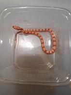 jonge korenslangen, Dieren en Toebehoren, Reptielen en Amfibieën, Slang, 0 tot 2 jaar