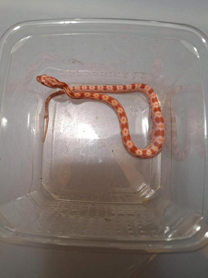 jonge korenslangen, Dieren en Toebehoren, Reptielen en Amfibieën, Slang, 0 tot 2 jaar