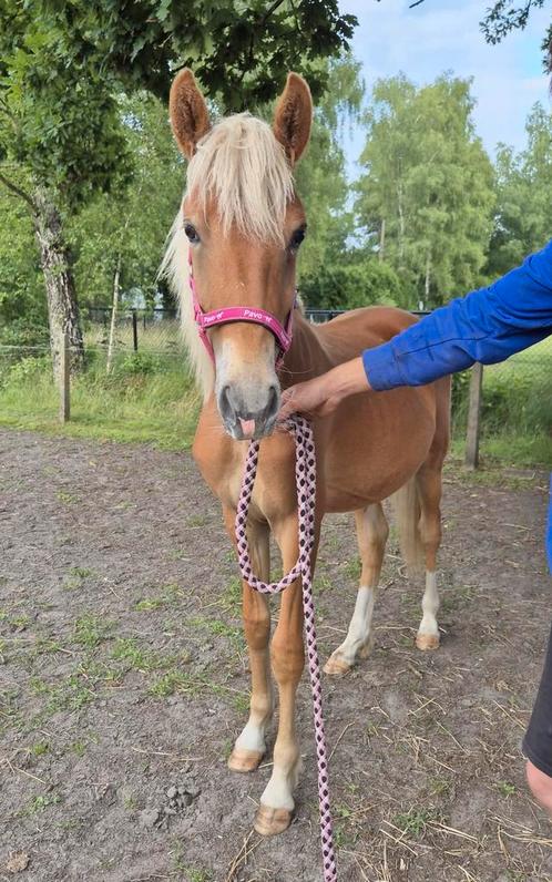 New forest, Dieren en Toebehoren, Pony's, Hengst, D pony (1.37m tot 1.48m), 0 tot 2 jaar, Met stamboom, Gechipt, Ontwormd