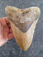 MONSTER! MEGALODON TAND USA	348	gr	14.5x10.4x3.1	cm, Verzamelen, Mineralen en Fossielen, Ophalen of Verzenden, Fossiel