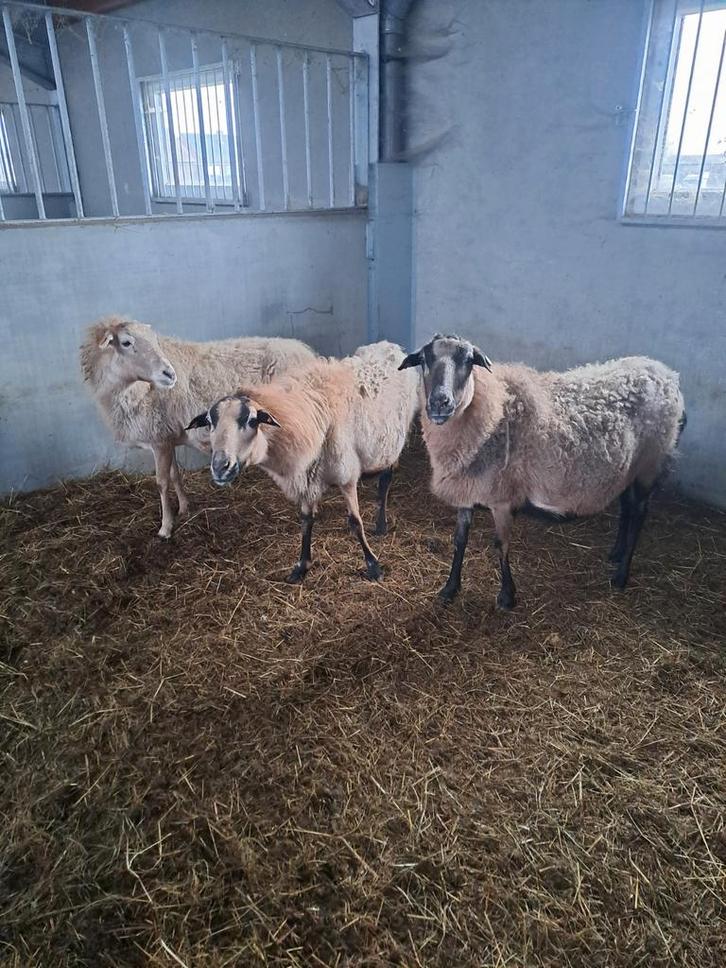 Zeer mooie zelfruiende ooien., Dieren en Toebehoren, Schapen, Geiten en Varkens, Schaap, Vrouwelijk, 3 tot 5 jaar