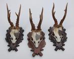 3 X GROOT REE GEWEI MET JACHT MEDAILLE, Ophalen of Verzenden, Gebruikt, Hert, Gewei of Kop