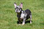 Franse Bulldog pups te koop