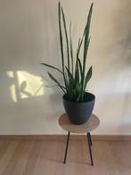 Sanseveria, Huis en Inrichting, Kamerplanten, Groene kamerplant, Ophalen, Overige soorten, Minder dan 100 cm