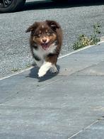 Miniatuur american shepherd reu, Dieren en Toebehoren, België, Reu, CDV (hondenziekte), 8 tot 15 weken