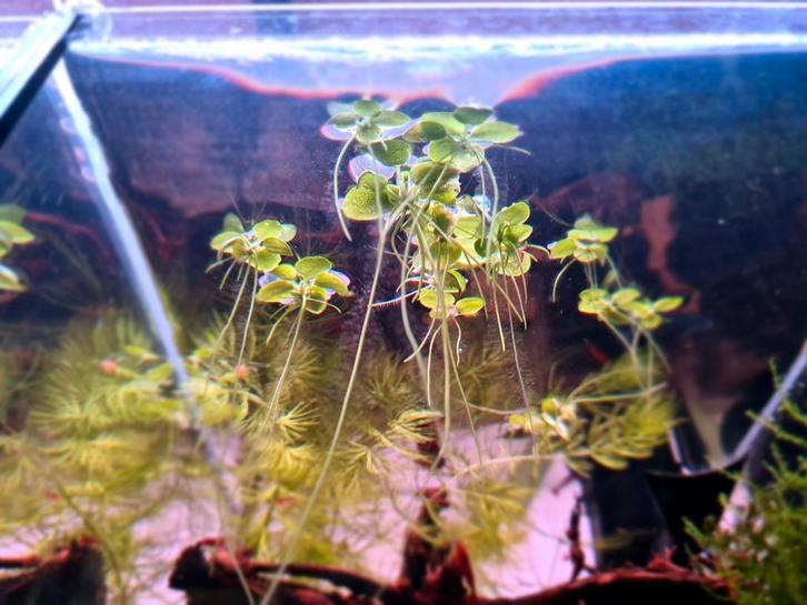 Drijfplant "Limnobium Laevigatum" aquariumplant, Dieren en Toebehoren, Vissen | Aquaria en Toebehoren, Nieuw, Plant(en), Steen of Hout