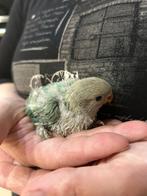 Agapornis baby handtam, Dieren en Toebehoren, Tam