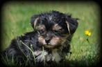 Yorkshire Terrier pups, Yorkshire Terriër, België, Reu, CDV (hondenziekte)