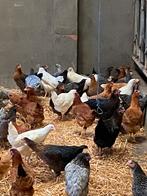 Legkippen sierkippen, Dieren en Toebehoren, Pluimvee
