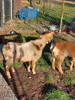 Maanvlek bok hoorloos