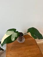 Syngonium Chiapense Variegata, Huis en Inrichting, Kamerplanten, Ophalen of Verzenden