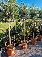 Terrasolijfboom Olea Europaea, Ophalen