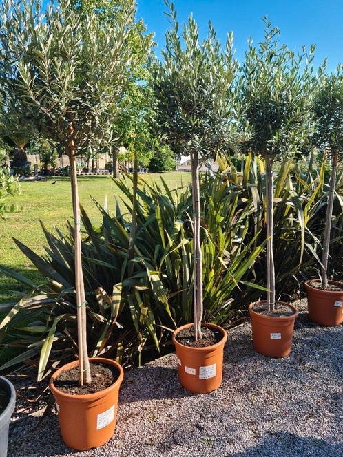Terrasolijfboom Olea Europaea, Tuin en Terras, Planten | Bomen, Ophalen