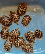 Geochelone Elegans Zuid India, Dieren en Toebehoren