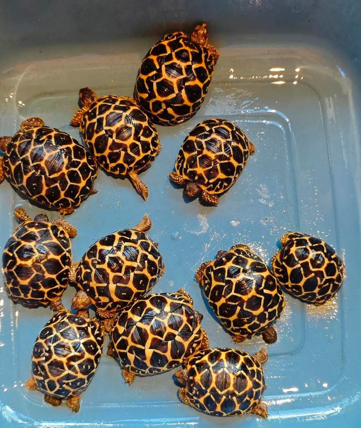 Geochelone Elegans Zuid India, Dieren en Toebehoren, Reptielen en Amfibieën