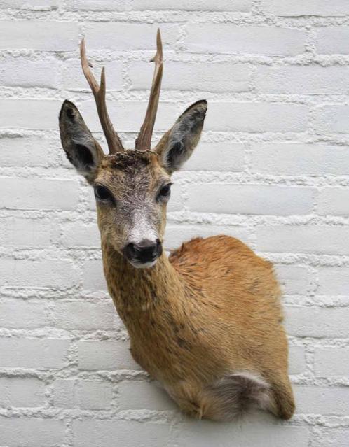 Nieuw opgezette kop REE BOK in zomervel met groot gewei (H), Verzamelen, Dierenverzamelingen, Nieuw, Opgezet dier, Hert, Ophalen of Verzenden