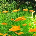 xypho orange, Animaux & Accessoires, Poissons | Poissons d'aquarium, Poisson, Poisson d'eau douce, Banc de poissons