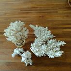 Decoratief Wit Koraal – 3 Stuks – Uniek Natuurproduct, Ophalen, Gebruikt